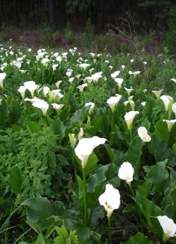 Zantedeschia
